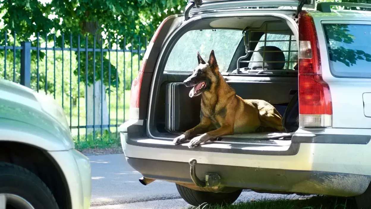 Cão na bagageira de um carro